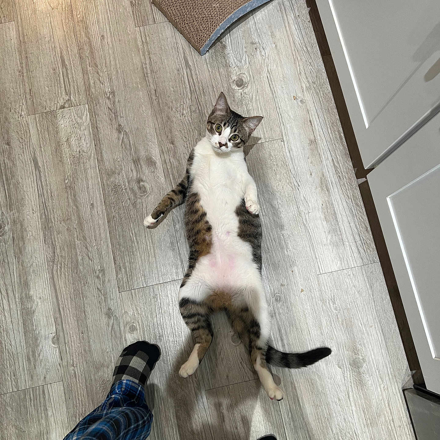 Mookie