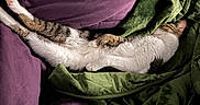Mookie joined the competition — help win amazing prizes! arm, bed, blanket, cat, comfort, cozy, domestic, feline, fur, green, indoor, nap, paw, person, purple, relaxed, resting, sleeping, soft, stretching