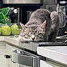 appliances, bag_of_apples, blender, cabinet, cat, countertop, cozy, domestic, feline, fruit, gray_cat, home, indoor, kitchen, oven, pet, quiet, resting, sleeping, still_life