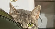 Ash joined the competition — help win amazing prizes! appliance, background, cat, close_up, curious, domestic_animal, ear, face, feline, green_bag, green_eyes, hide_and_seek, indoor, kitchen, leather_bag, peeking, pet, playful, tile_wall, whiskers
