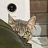 appliance, background, cat, close_up, curious, domestic_animal, ear, face, feline, green_bag, green_eyes, hide_and_seek, indoor, kitchen, leather_bag, peeking, pet, playful, tile_wall, whiskers