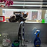 Ash is registered to the contest to win money with this photo: cat, cleaning_spray, countertop, decor, domestic, faucet, flower, glass, houseplant, indoor, kitchen_sink, orchid, paw_prints, pet, relaxing, soap_dispenser, sponge, sunlight, sweater, window