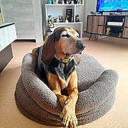 Naya a rejoint le concours — aidez-le/la à gagner de superbes lots ! black, brown, canine, collar, cozy, crossed_paws, decor, dog, dog_bed, figurines, floor, furniture, indoor, living_room, paws, pet, relaxed, resting, shelf, tv