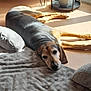Naya participe au concours pour gagner de l'argent avec cette photo : black, blanket, brown, calm, cozy, cushion, dog, ears, floor, home, indoor, natural_light, pet, plant, relaxing, resting, sleepy, sunlight, window, wooden_furniture