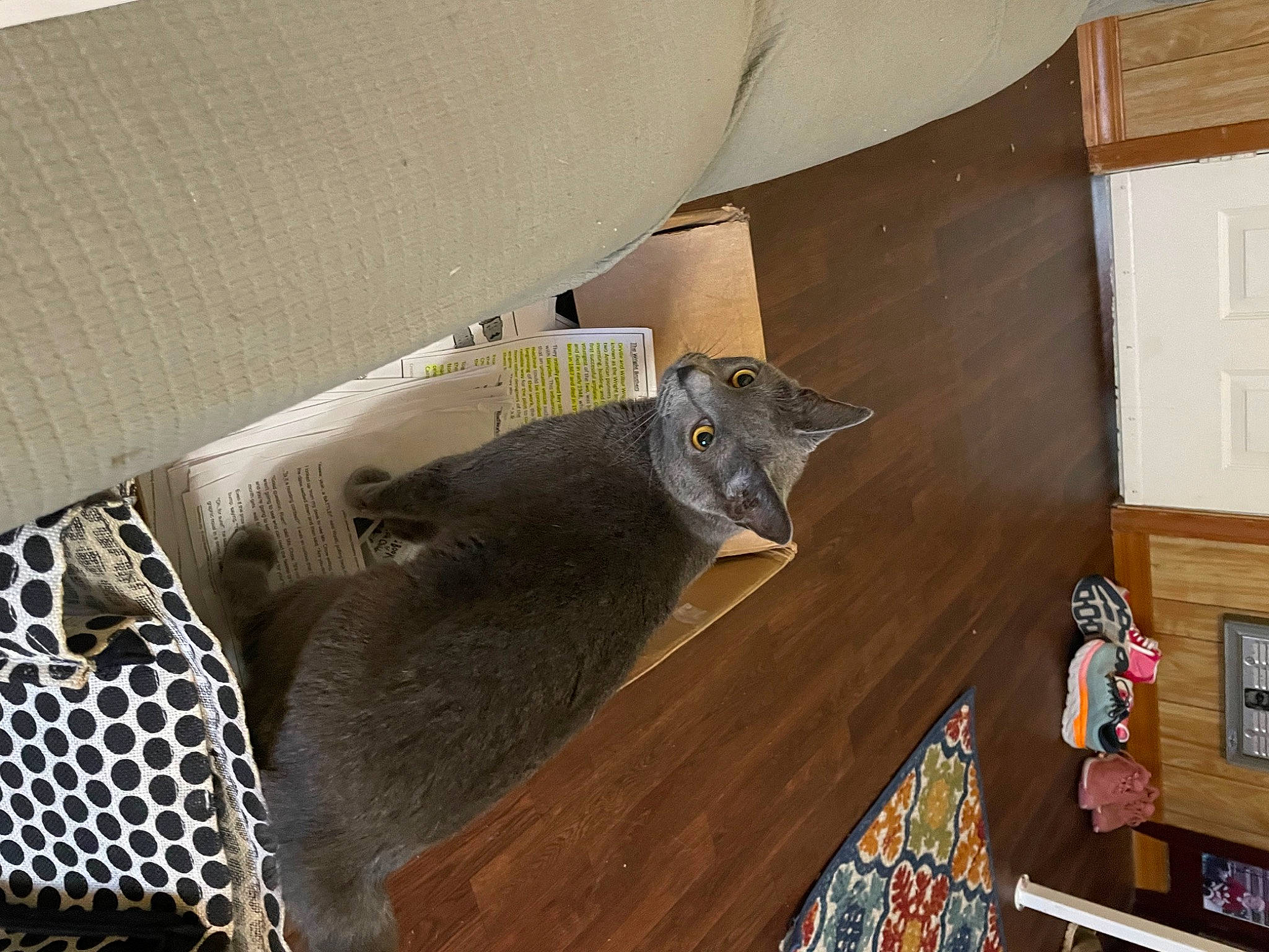 Riot joined the competition — help win amazing prizes! carnivore, cat, ceiling, domestic_short_haired_cat, felidae, flooring, fur, grey, hardwood, mesh, pattern, plywood, room, small_to_medium_sized_cats, tail, visual_arts, whiskers, wood, wood_flooring, wood_stain