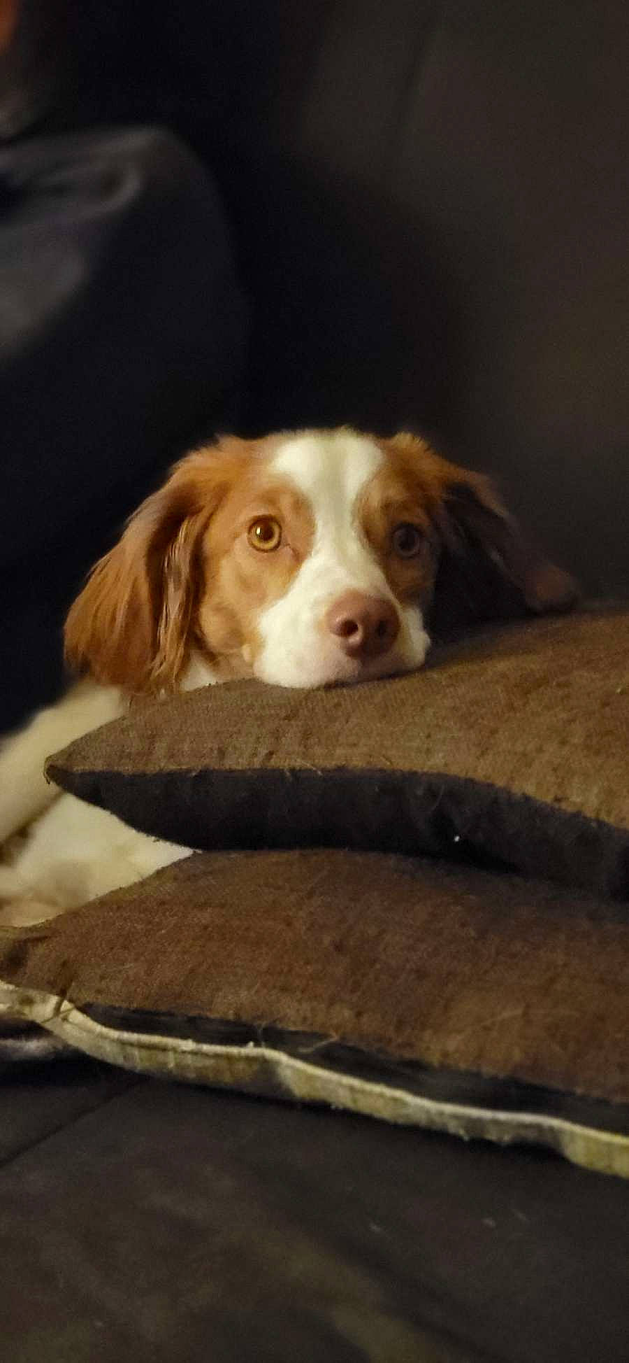 Lucky participe au concours pour gagner de l'argent avec cette photo : bored, brown, canidae, carnivore, companion_dog, dog, dog_breed, fawn, fur, gun_dog, hunting_dog, liver, snout, sporting_group, terrestrial_animal, welsh_springer_spaniel, wood, working_animal