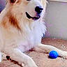 Maxxie is registered to the contest to win money with this photo: dog, puppy, fluffy, cream_colored, white, brown_ears, sitting, lying_down, blue_ball, toy, couch, indoors, portrait, pet, canine, long_fur, happy, open_mouth, social_media, screenshot