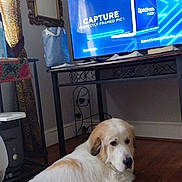 Maxxie joined the competition — help win amazing prizes! dog, large_dog, fluffy, white_fur, tan_fur, lying_down, relaxed, portrait, pet, indoors, living_room, hardwood_floor, television, furniture, mirror, curtains, decorative_table, cozy, animal_face, long_hair