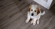 Maxxie is registered to the contest to win money with this photo: puppy, dog, canine, sitting, fluffy, white_fur, brown_patches, black_nose, dark_eyes, tail, indoor, wood_floor, home, wall, baseboard, bar_cart, furniture, portrait, adorable, pet