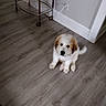 puppy, dog, canine, sitting, fluffy, white_fur, brown_patches, black_nose, dark_eyes, tail, indoor, wood_floor, home, wall, baseboard, bar_cart, furniture, portrait, adorable, pet