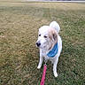 Maxxie is registered to the contest to win money with this photo: dog, canine, fluffy, white_fur, tan_fur, blue_bandana, pink_leash, outdoor, grass, lawn, standing, pet, collar, leash, tail, portrait, building, brick_building, shrubs, daylight