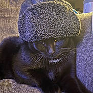 Diesel joined the competition — help win amazing prizes! cat, black_cat, hat, fuzzy_hat, couch, indoor, pet, animal, whiskers, fur, cozy, relaxed, feline, closeup, portrait, domestic_animal, resting, warm_lighting, texture, comfy