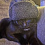 cat, black_cat, hat, fuzzy_hat, couch, indoor, pet, animal, whiskers, fur, cozy, relaxed, feline, closeup, portrait, domestic_animal, resting, warm_lighting, texture, comfy