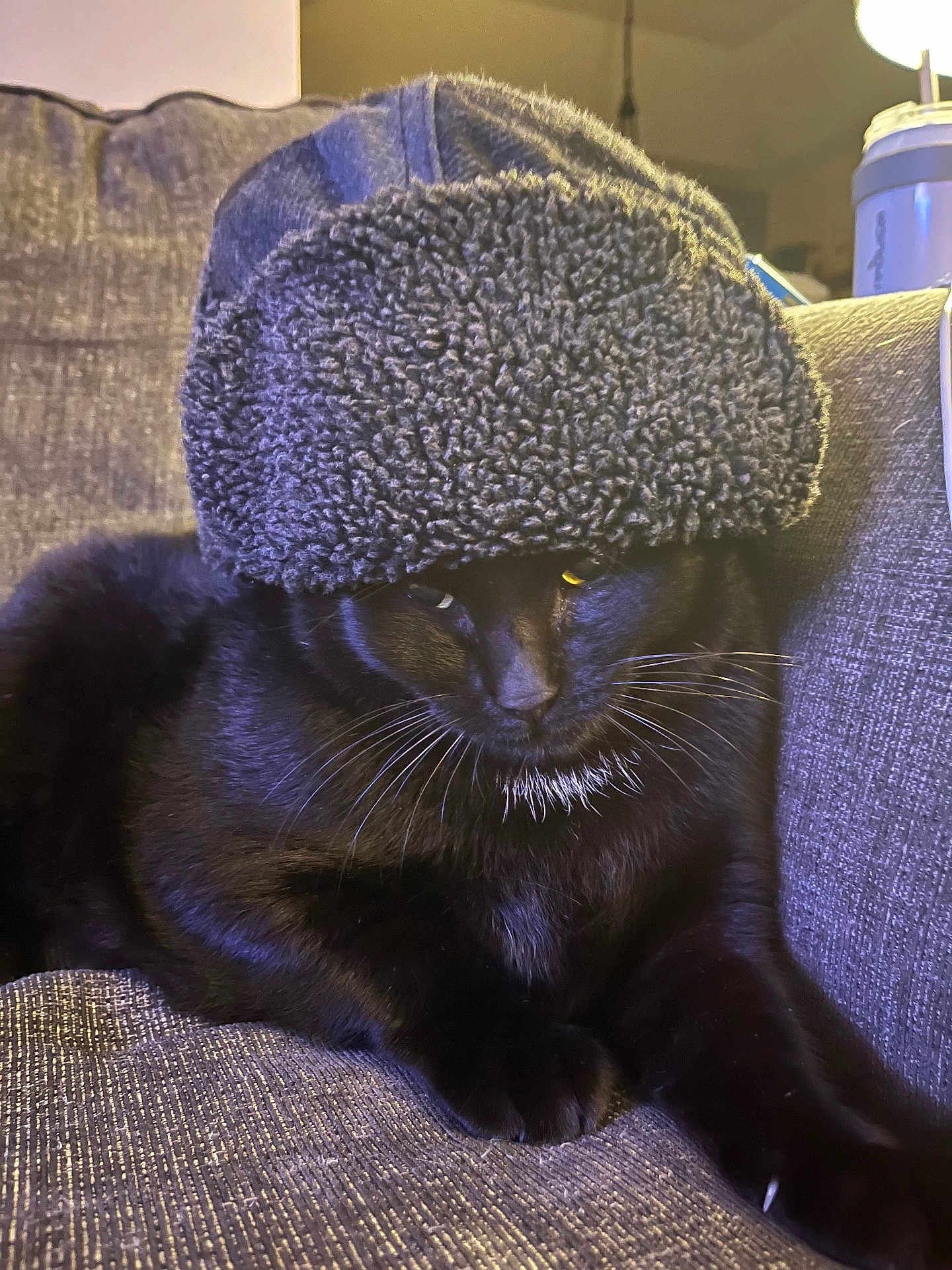 Diesel joined the competition — help win amazing prizes! cat, black_cat, hat, fuzzy_hat, couch, indoor, pet, animal, whiskers, fur, cozy, relaxed, feline, closeup, portrait, domestic_animal, resting, warm_lighting, texture, comfy
