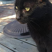 Vader joined the competition — help win amazing prizes! black_cat, cat, animal, pet, outdoor, wooden_porch, close_up, yellow_eyes, fur, whiskers, daylight, house, window, door, curious, sitting, sunlight, reflection, feline, portrait