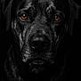 dog, black_dog, close_up, portrait, animal, pet, fur, face, eyes, droplets, dark_background, intense_gaze, canine, muzzle, whiskers, studio_lighting, expression, texture, black_and_white, moody