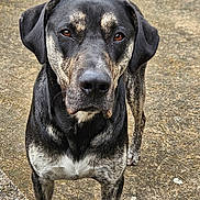 Buzz participe au concours pour gagner de l'argent avec cette photo : dog, canine, pet, animal, outdoor, standing, black_coat, brown_eyes, ears, face, snout, fur, pavement, curious, alert, closeup, portrait, nature, companion, friendly