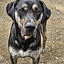 dog, canine, pet, animal, outdoor, standing, black_coat, brown_eyes, ears, face, snout, fur, pavement, curious, alert, closeup, portrait, nature, companion, friendly
