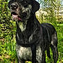 dog, animal, outdoor, forest, nature, greenery, tree, sunlight, shadow, grass, leaves, canine, pet, harness, alert, standing, daylight, flora, scenery, background