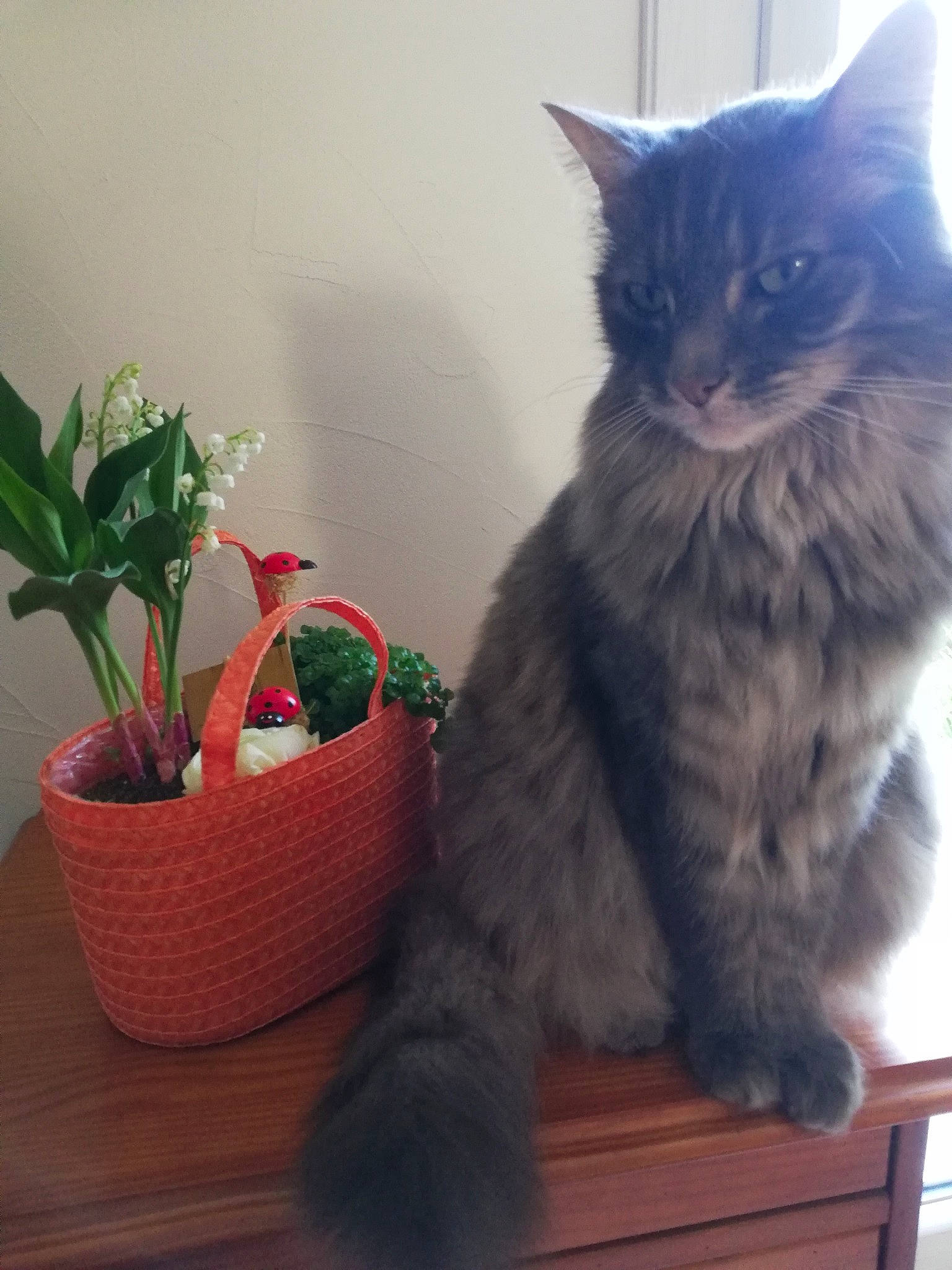 Grizouille a rejoint le concours — aidez-le/la à gagner de superbes lots ! black_cat, box, carnivore, cat, claw, coquelicot, domestic_short_haired_cat, felidae, flowerpot, fur, grey, houseplant, paw, plant, sitting, small_to_medium_sized_cats, snout, tail, whiskers, window