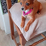 Sandy a rejoint le concours — aidez-le/la à gagner de superbes lots ! alert, animal, brown_dog, chair, curious, cushion, dog, domestic, ears, floor, fur, furniture, indoor, patterned_wall, pet, pink_collar, resting, small_dog, wooden_chair, yellow_clothing