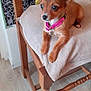 alert, animal, brown_dog, chair, curious, cushion, dog, domestic, ears, floor, fur, furniture, indoor, patterned_wall, pet, pink_collar, resting, small_dog, wooden_chair, yellow_clothing