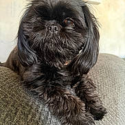 Bella joined the competition — help win amazing prizes! dog, black_dog, fluffy, pet, couch, indoor, close_up, fur, animal, companion, cute, portrait, relaxed, home, furniture, mammal, whiskers, snout, ears, paw