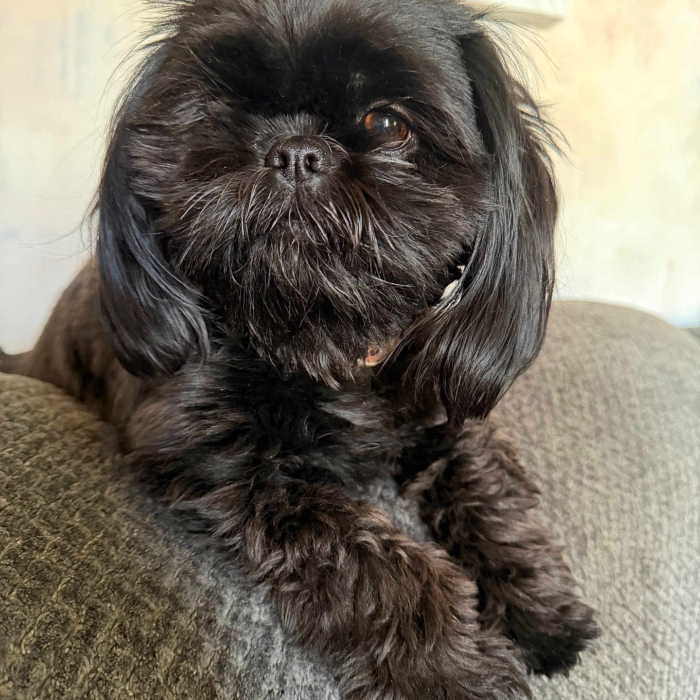 Bella joined the competition — help win amazing prizes! dog, black_dog, fluffy, pet, couch, indoor, close_up, fur, animal, companion, cute, portrait, relaxed, home, furniture, mammal, whiskers, snout, ears, paw