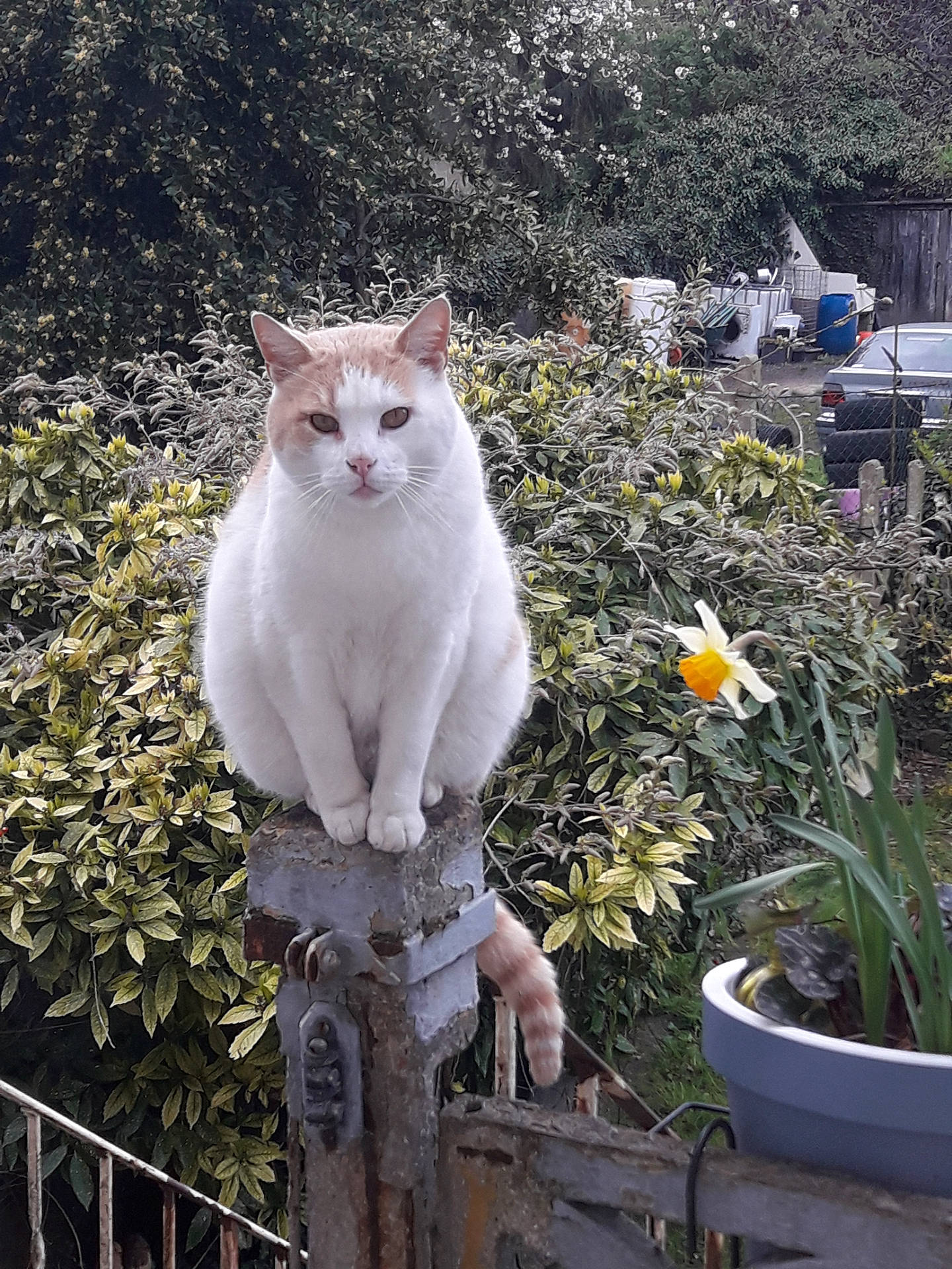 animal, bird, car, cat, cookware, daffodil, daisy, flower, garden, machine, nature, outdoors, pet, petal, plant, pot, pottedplant, transportation, vehicle, wheel