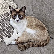 Diego participe au concours pour gagner de l'argent avec cette photo : abyssinian, animal, blanket, cat, couch, cushion, egyptiancat, furniture, homedecor, kitten, manx, pet, pillow, siamese