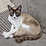 abyssinian, animal, blanket, cat, couch, cushion, egyptiancat, furniture, homedecor, kitten, manx, pet, pillow, siamese