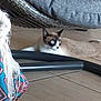 Diego participe au concours pour gagner de l'argent avec cette photo : accessories, animal, appliance, cat, chair, clothing, coat, couch, cushion, device, electricaldevice, furniture, homedecor, kitten, pet, plant, pottedplant, siamese, strap, vacuumcleaner