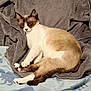 Diego a rejoint le concours — aidez-le/la à gagner de superbes lots ! abyssinian, animal, bed, bedroom, bird, blanket, cat, couch, furniture, homedecor, indoors, kitten, laundry, linen, manx, person, pet, quilt, siamese, sleeping