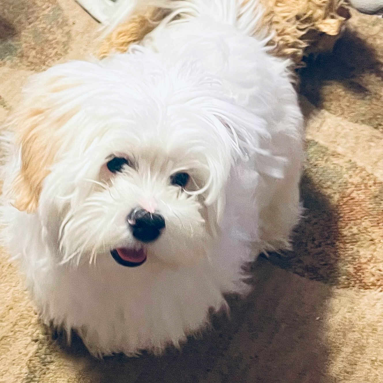 Tucker