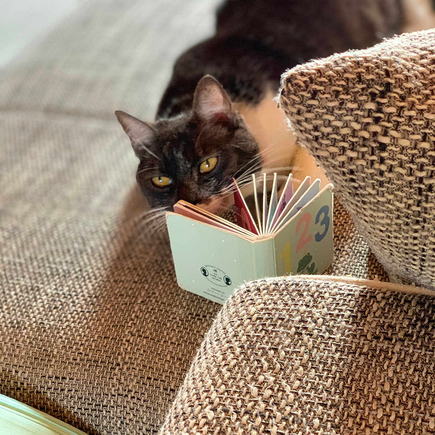 Thalys a rejoint le concours — aidez-le/la à gagner de superbes lots ! animal, book, cat, closeup, couch, cozy, curious, feline, home, indoor, pet, pillow, reading, relaxation, resting, small_book, soft_focus, texture, tuxedo_cat, yellow_eyes
