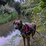 Sadie is registered to the contest to win money with this photo: dog, brindle, harness, leash, river, water, grass, plants, trees, wildflowers, outdoor, nature, canine, animal, greenery, bank, daytime, walking, pet, landscape