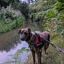 dog, brindle, harness, leash, river, water, grass, plants, trees, wildflowers, outdoor, nature, canine, animal, greenery, bank, daytime, walking, pet, landscape