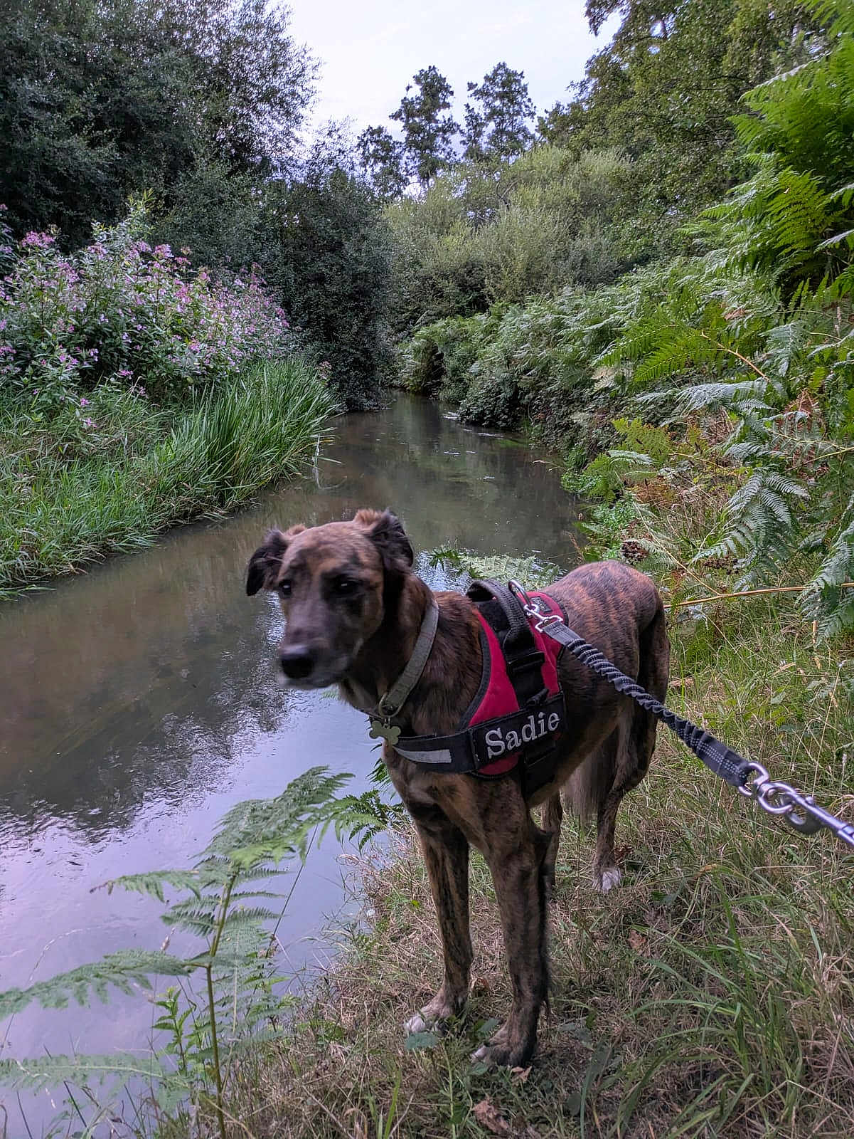 Sadie is registered to the contest to win money with this photo: dog, brindle, harness, leash, river, water, grass, plants, trees, wildflowers, outdoor, nature, canine, animal, greenery, bank, daytime, walking, pet, landscape
