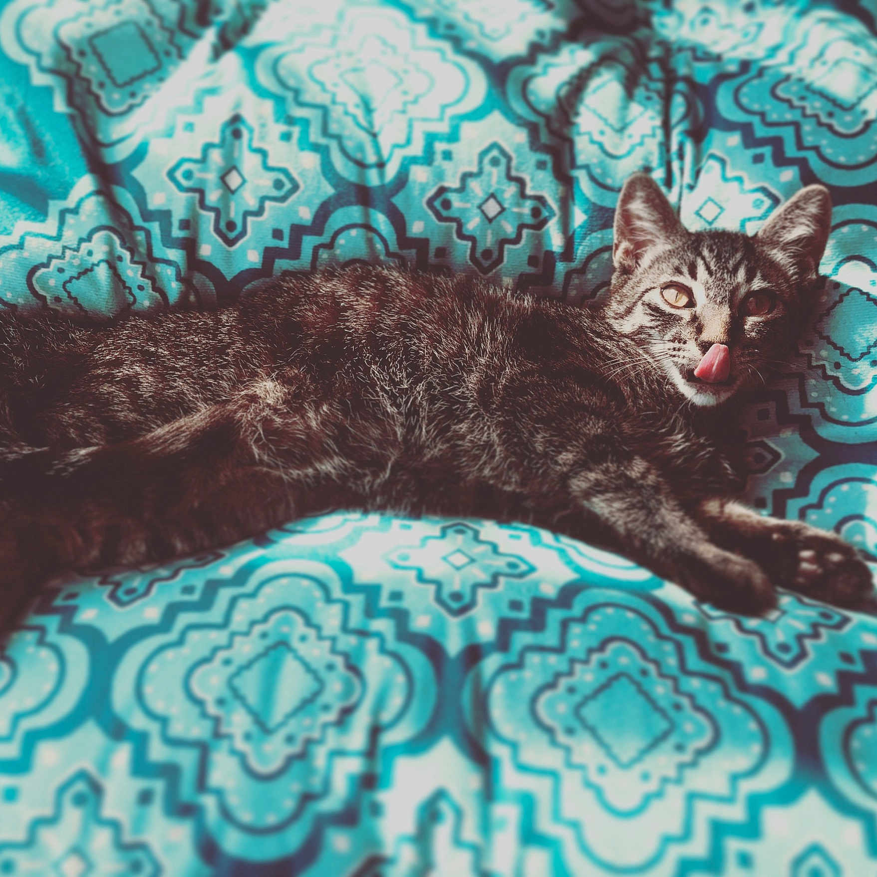 Madison joined the competition — help win amazing prizes! asian, carnivore, cat, domestic_short_haired_cat, dragon_li, drawing, european_shorthair, felidae, illustration, kitten, pattern, pixie_bob, small_to_medium_sized_cats, tabby_cat, tail, turquoise, visual_arts, whiskers, wild_cat