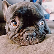 Magnum is registered to the contest to win money with this photo: animal, black_fur, blurred_background, brown_eyes, close_up, couch, cute, dog, ears, expression, face, french_bulldog, fur, home, indoor, laying_down, nose, person, pet, wrinkles