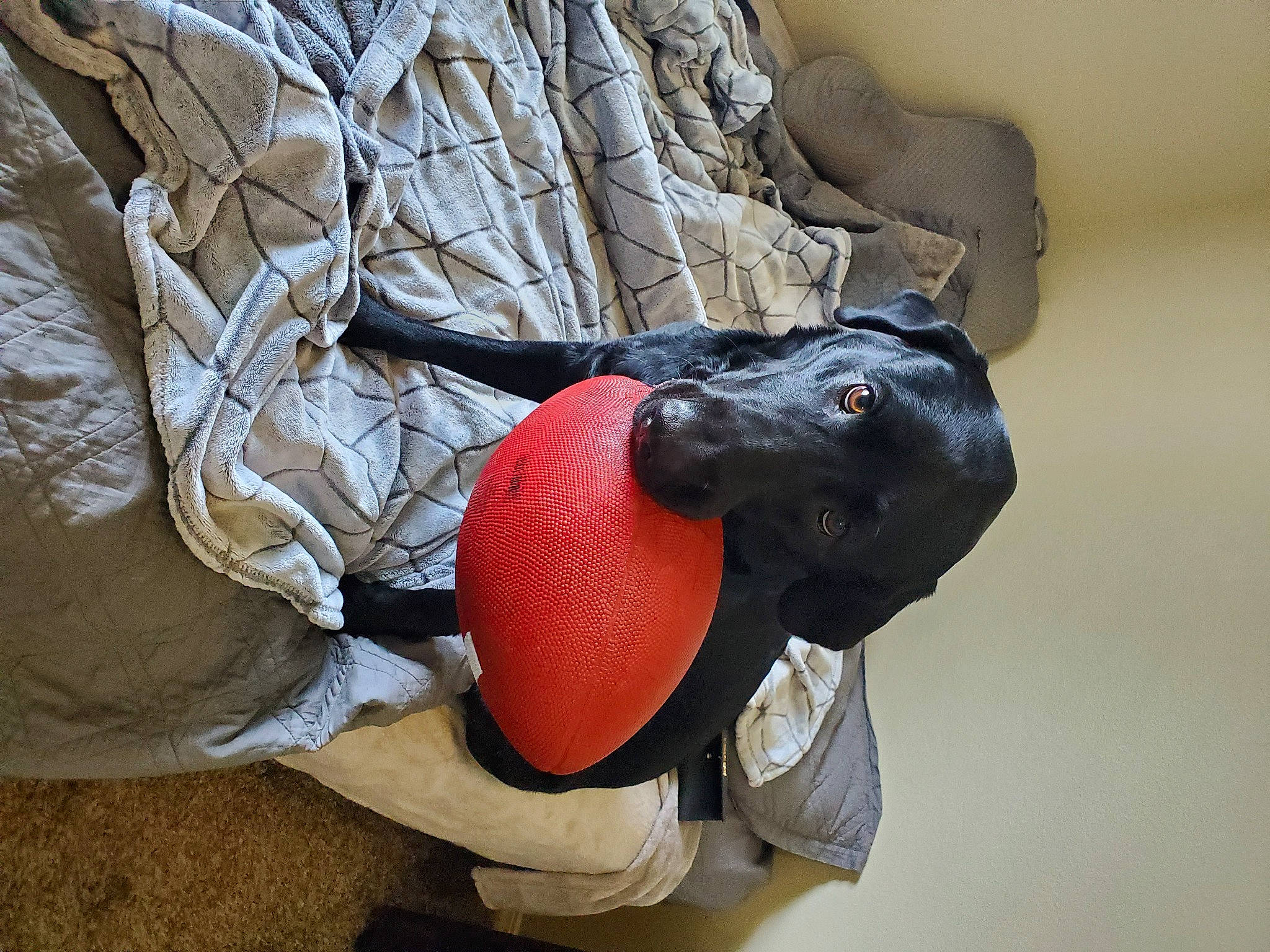 Gideon joined the competition — help win amazing prizes! art, bag, ball, carmine, carnivore, fashion_accessory, helmet, luggage_and_bags, metal, personal_protective_equipment, plant, plush, recreation, sculpture, stuffed_toy, toy, wood