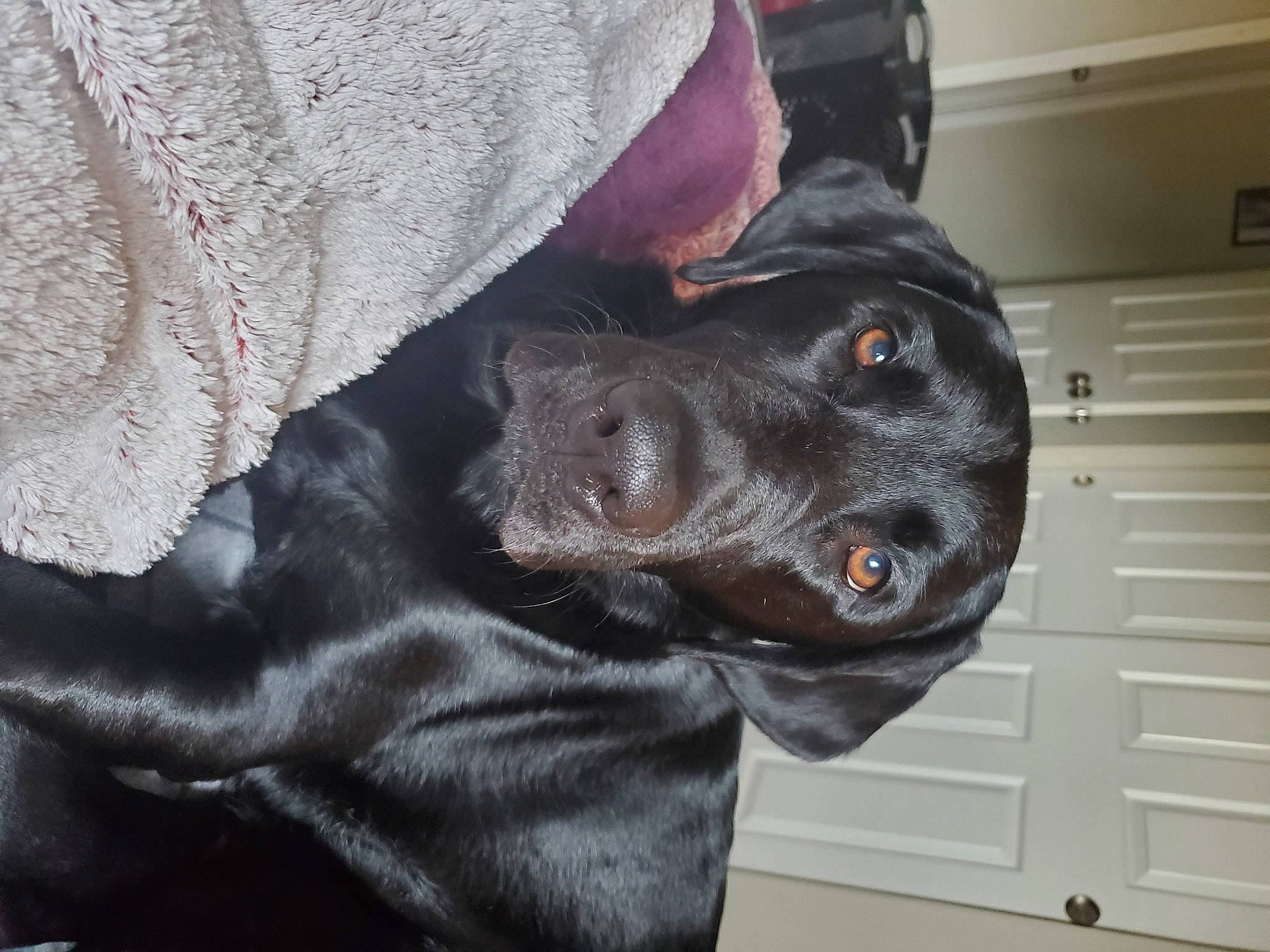 Gideon is registered to the contest to win money with this photo: borador, canidae, carnivore, comfort, companion_dog, dog, dog_breed, dog_collar, fur, grey, guard_dog, liver, mammal, non_sporting_group, personal_protective_equipment, sleeve, sporting_group, vertebrate, whiskers, working_animal