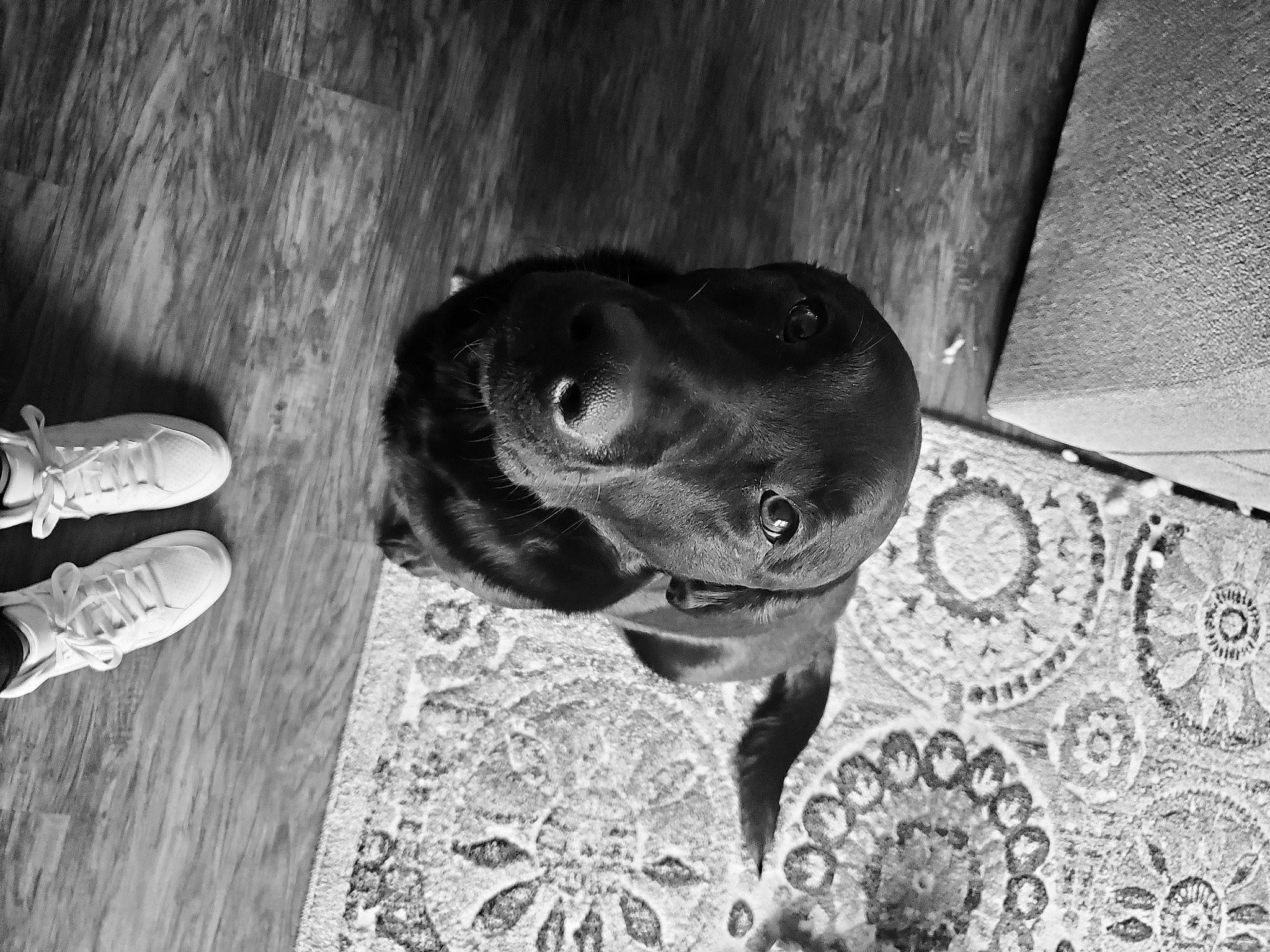 Gideon joined the competition — help win amazing prizes! black, black_and_white, canidae, carnivore, companion_dog, dog, dog_breed, fawn, flooring, grey, monochrome, monochrome_photography, snout, sporting_group, style, walking_shoe, whiskers, white, wood, working_animal