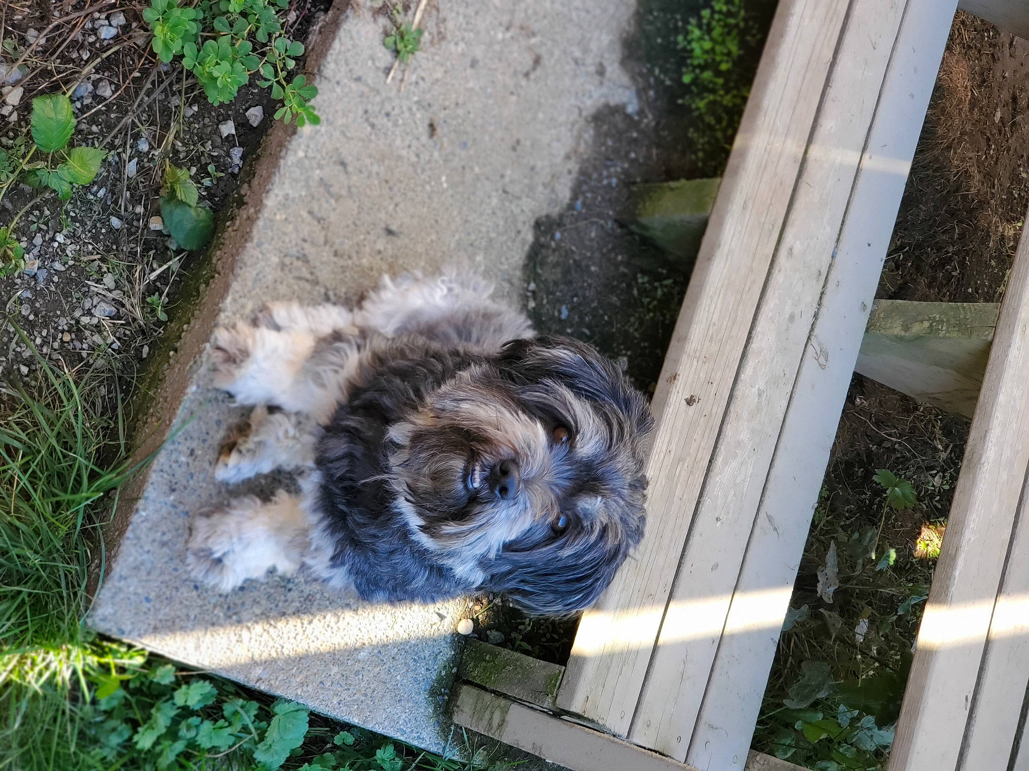 Tobias joined the competition — help win amazing prizes! canidae, companion_dog, dog_breed, felidae, fur, grass, groundcover, plant, road_surface, sidewalk, sporting_group, tail, terrestrial_animal, window