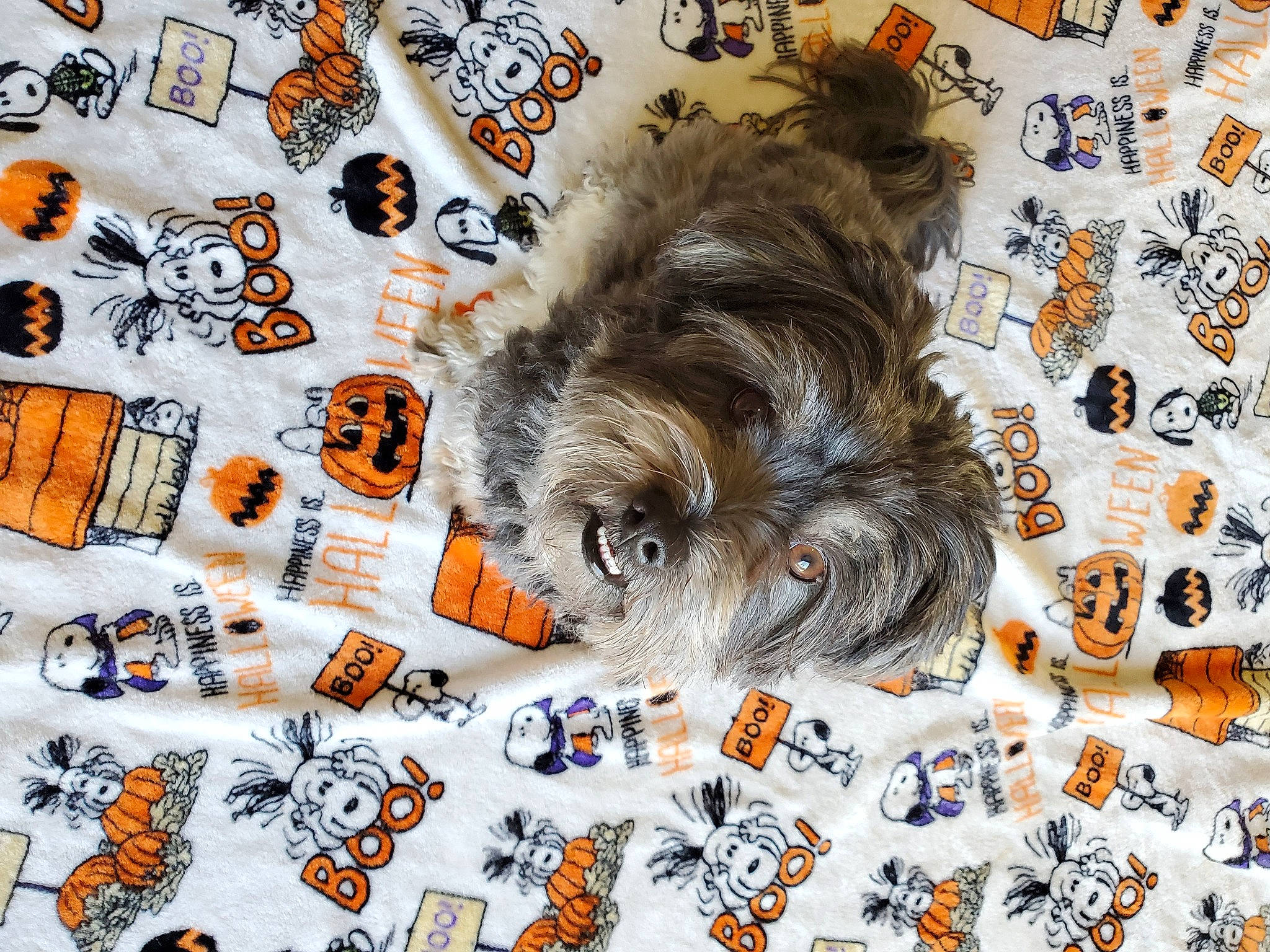 Tobias is registered to the contest to win money with this photo: art, canidae, carnivore, companion_dog, dog, dog_breed, dog_supply, fawn, felidae, font, fur, graphics, liver, pattern, sleeve, snout, sporting_group, toy_dog, white, working_animal