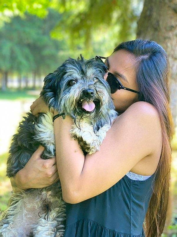 Tobias joined the competition — help win amazing prizes! carnivore, companion_dog, dog, dog_breed, event, fawn, forest, fun, fur, gesture, grass, happy, leisure, long_hair, people_in_nature, plant, smile, terrier, toy_dog, tree