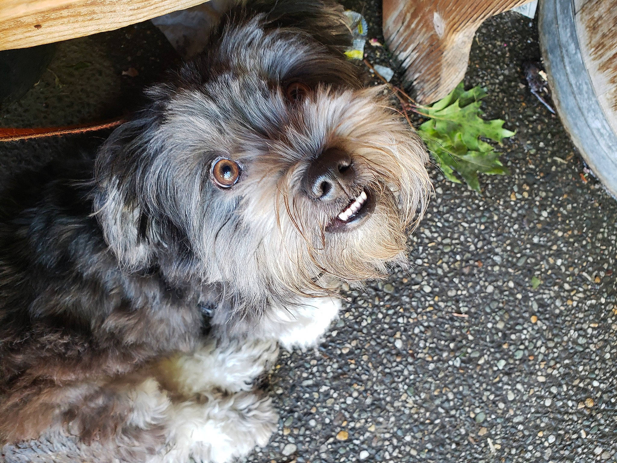 Tobias is registered to the contest to win money with this photo: canidae, carnivore, companion_dog, dog, dog_breed, fur, liver, mal_shi, shih_poo, shih_tzu, small_terrier, snout, soil, sporting_group, terrestrial_animal, terrier, toy_dog, water_dog, whiskers, working_animal