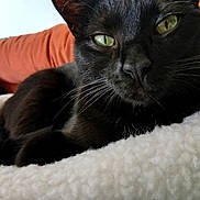 Nanou participe au concours pour gagner de l'argent avec cette photo : animal, black_cat, blanket, cat, close_up, comfortable, cozy, cute, domestic_animal, feline, fur, green_eyes, indoor, orange_cushion, pet, relaxed, resting, sleepy, soft_texture, whiskers