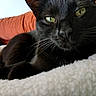 animal, black_cat, blanket, cat, close_up, comfortable, cozy, cute, domestic_animal, feline, fur, green_eyes, indoor, orange_cushion, pet, relaxed, resting, sleepy, soft_texture, whiskers