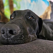 Mako is registered to the contest to win money with this photo: dog, black_dog, pet, animal, canine, nose, snout, eyes, close_up, portrait, sleepy, relaxed, lying_down, couch, sofa, indoor, home, blurred_background, fur, funny